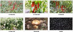 大理五*高原農業(yè)有限公司網站建設營銷型案例作品